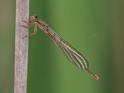 Ceriagrion tenellum female teneral-